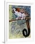 Geoffroy's Tamarin (Saguinus Geoffroyi), Callitrichidae-null-Framed Giclee Print