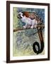 Geoffroy's Tamarin (Saguinus Geoffroyi), Callitrichidae-null-Framed Giclee Print