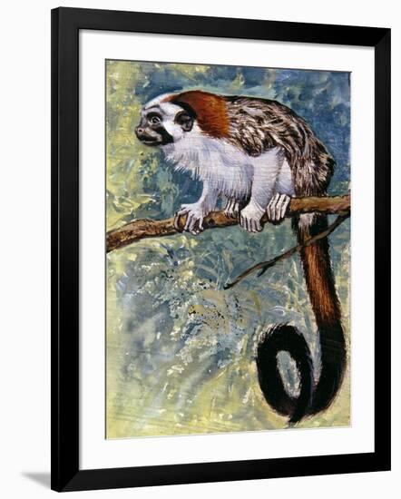 Geoffroy's Tamarin (Saguinus Geoffroyi), Callitrichidae-null-Framed Giclee Print