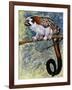 Geoffroy's Tamarin (Saguinus Geoffroyi), Callitrichidae-null-Framed Giclee Print