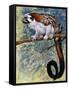 Geoffroy's Tamarin (Saguinus Geoffroyi), Callitrichidae-null-Framed Stretched Canvas