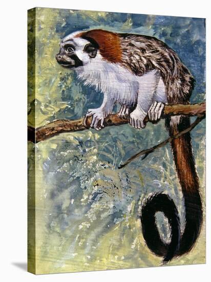 Geoffroy's Tamarin (Saguinus Geoffroyi), Callitrichidae-null-Stretched Canvas