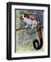 Geoffroy's Tamarin (Saguinus Geoffroyi), Callitrichidae-null-Framed Premium Giclee Print