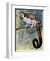 Geoffroy's Tamarin (Saguinus Geoffroyi), Callitrichidae-null-Framed Premium Giclee Print