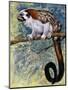 Geoffroy's Tamarin (Saguinus Geoffroyi), Callitrichidae-null-Mounted Premium Giclee Print