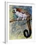 Geoffroy's Tamarin (Saguinus Geoffroyi), Callitrichidae-null-Framed Giclee Print