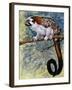 Geoffroy's Tamarin (Saguinus Geoffroyi), Callitrichidae-null-Framed Giclee Print