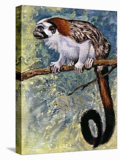 Geoffroy's Tamarin (Saguinus Geoffroyi), Callitrichidae-null-Stretched Canvas