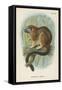 Geoffroy's Tamarin-null-Framed Stretched Canvas