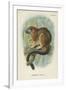 Geoffroy's Tamarin-null-Framed Giclee Print