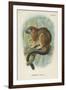 Geoffroy's Tamarin-null-Framed Giclee Print