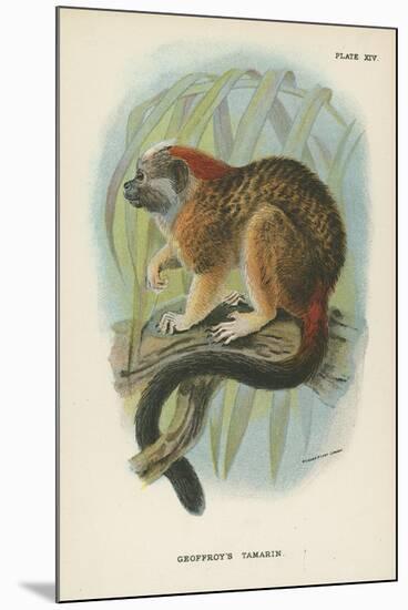 Geoffroy's Tamarin-null-Mounted Giclee Print