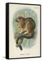Geoffroy's Tamarin-null-Framed Stretched Canvas