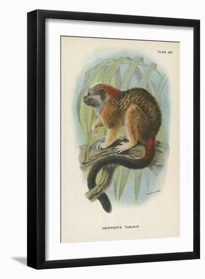 Geoffroy's Tamarin-null-Framed Giclee Print