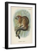 Geoffroy's Tamarin-null-Framed Giclee Print