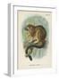 Geoffroy's Tamarin-null-Framed Giclee Print