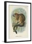 Geoffroy's Tamarin-null-Framed Giclee Print