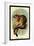 Geoffroy's Tamarin-G.r. Waterhouse-Framed Art Print