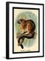 Geoffroy's Tamarin-G.r. Waterhouse-Framed Art Print