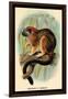 Geoffroy's Tamarin-G.r. Waterhouse-Framed Art Print