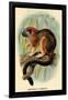 Geoffroy's Tamarin-G.r. Waterhouse-Framed Art Print