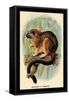 Geoffroy's Tamarin-G.r. Waterhouse-Framed Stretched Canvas