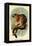 Geoffroy's Tamarin-G.r. Waterhouse-Framed Stretched Canvas