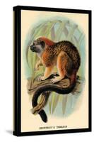 Geoffroy's Tamarin-G.r. Waterhouse-Stretched Canvas