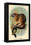 Geoffroy's Tamarin-G.r. Waterhouse-Framed Stretched Canvas