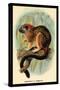 Geoffroy's Tamarin-G.r. Waterhouse-Stretched Canvas