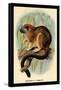 Geoffroy's Tamarin-G.r. Waterhouse-Framed Stretched Canvas