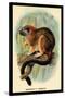 Geoffroy's Tamarin-G.r. Waterhouse-Stretched Canvas