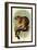 Geoffroy's Tamarin-G.r. Waterhouse-Framed Art Print