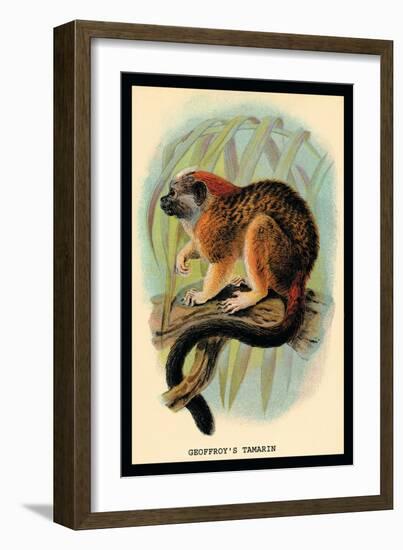 Geoffroy's Tamarin-G.r. Waterhouse-Framed Art Print