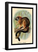 Geoffroy's Tamarin-G.r. Waterhouse-Framed Art Print