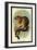 Geoffroy's Tamarin-G.r. Waterhouse-Framed Art Print