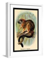 Geoffroy's Tamarin-G.r. Waterhouse-Framed Art Print