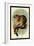 Geoffroy's Tamarin-G.r. Waterhouse-Framed Art Print