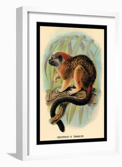 Geoffroy's Tamarin-G.r. Waterhouse-Framed Art Print