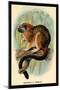 Geoffroy's Tamarin-G.r. Waterhouse-Mounted Art Print