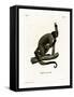 Geoffroy's Woolly Monkey-null-Framed Stretched Canvas