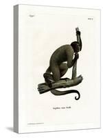 Geoffroy's Woolly Monkey-null-Stretched Canvas