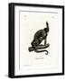 Geoffroy's Woolly Monkey-null-Framed Giclee Print