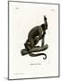 Geoffroy's Woolly Monkey-null-Mounted Giclee Print