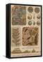 Geology and Paleontology, 1886-Science Source-Framed Stretched Canvas