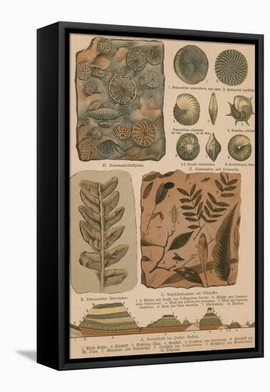 Geology and Paleontology, 1886-Science Source-Framed Stretched Canvas