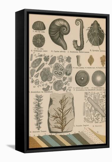 Geology and Paleontology, 1886-Science Source-Framed Stretched Canvas