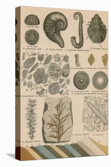 Geology and Paleontology, 1886-Science Source-Stretched Canvas