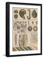 Geology and Paleontology, 1886-Science Source-Framed Giclee Print