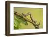 Geometer Moth (Geometridae) Caterpillar Also Known As A Looper Or Inch-Worm Caterpillar-Chris Mattison-Framed Photographic Print